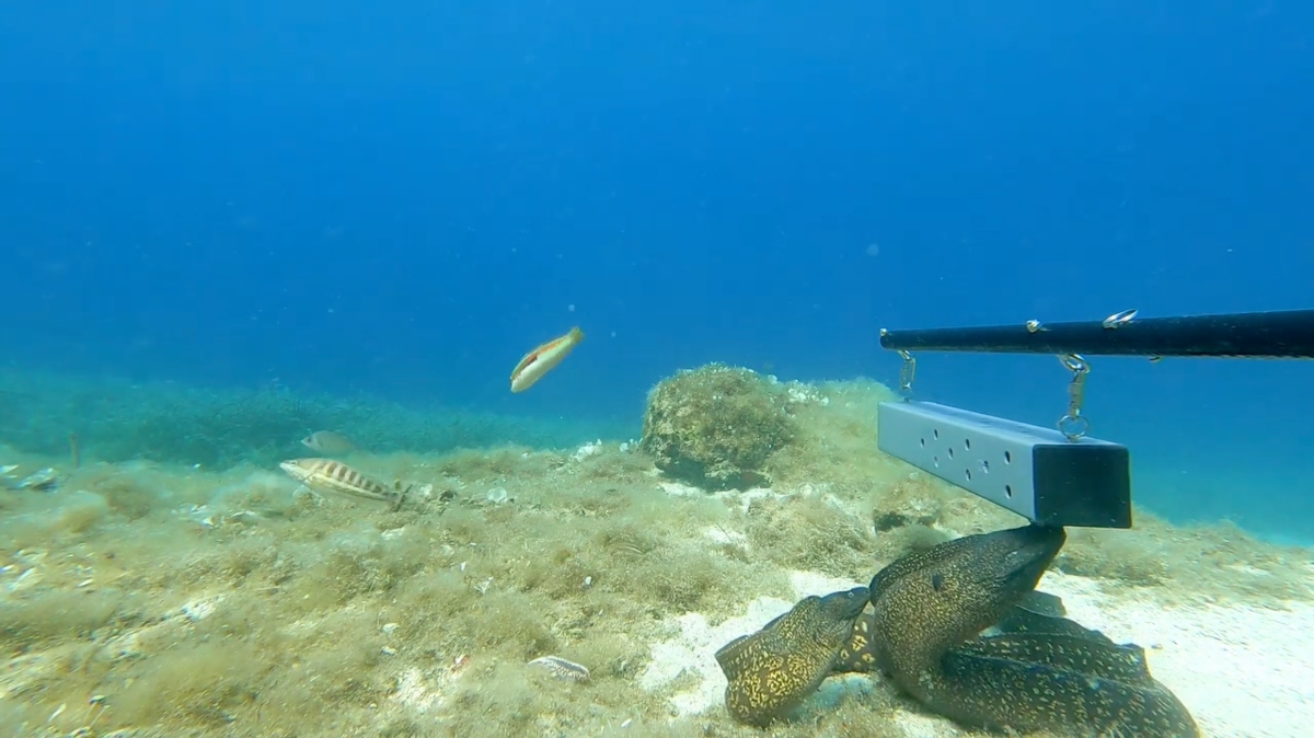 EcoScope uses baited underwater video sampling to check on pelagic predators in the Aegean